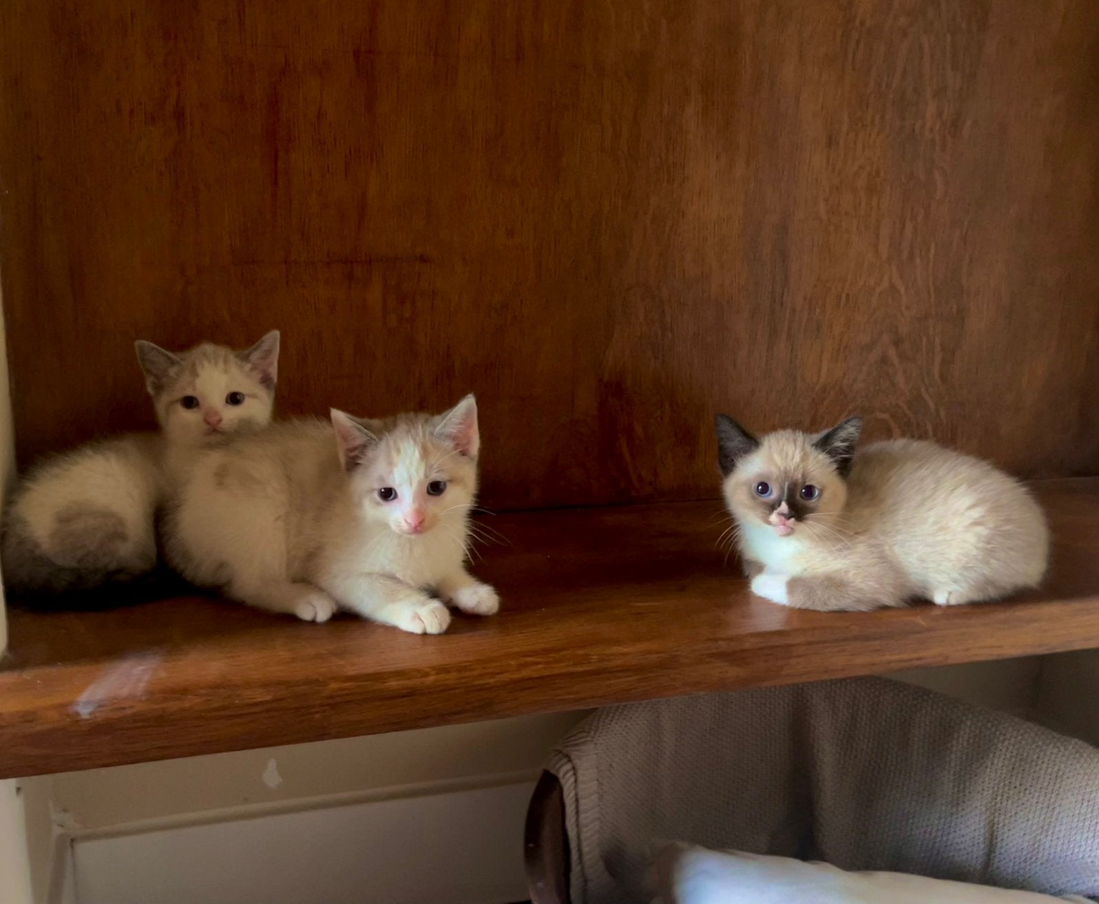 prachtige kittens siamees met unieke tekeningen, Meerdere dieren, Kortharig, 0 tot 2 jaar