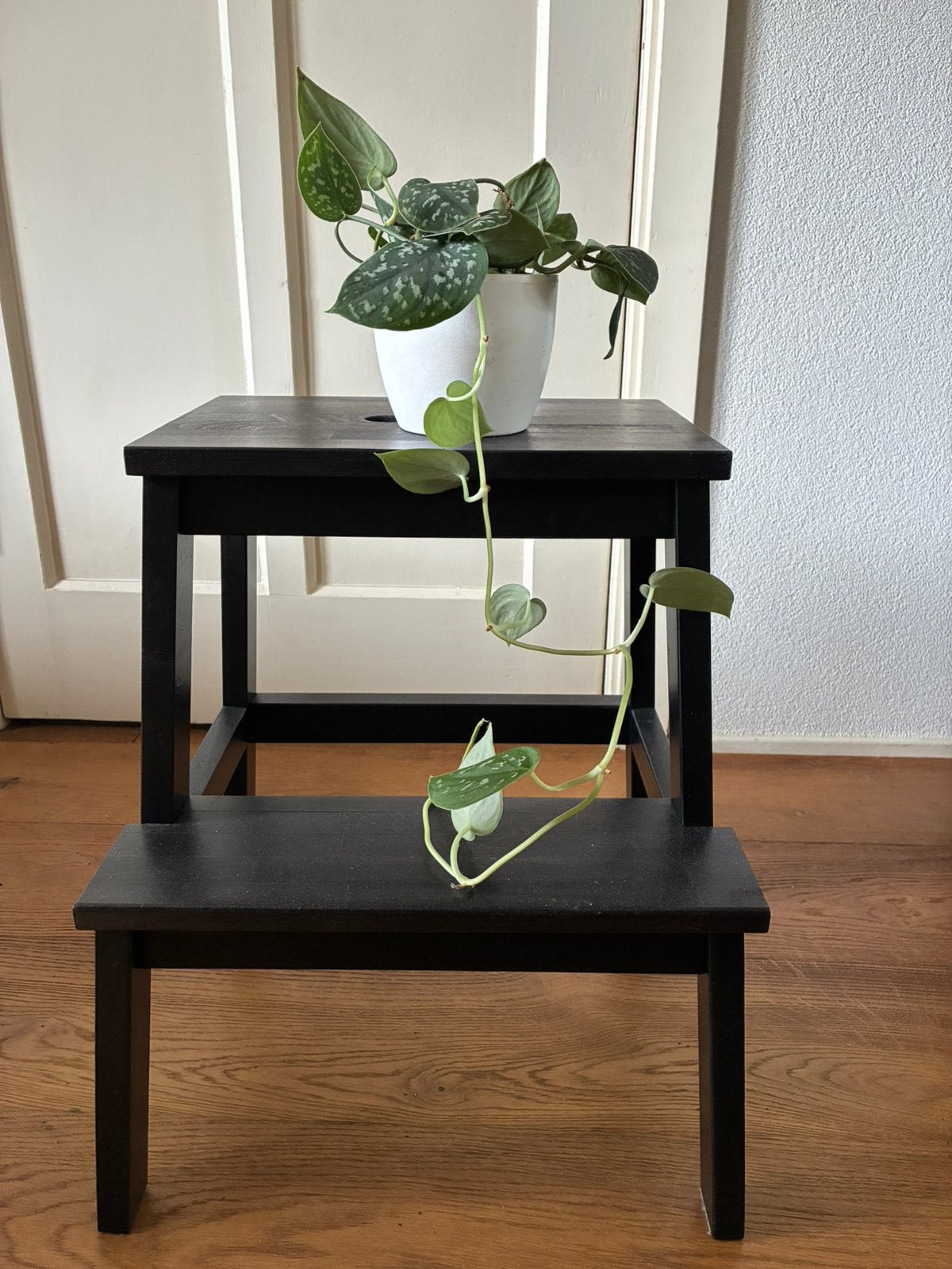 Scindapsus pictus inclusief pot, Ophalen, Halfschaduw, Minder dan 100 cm