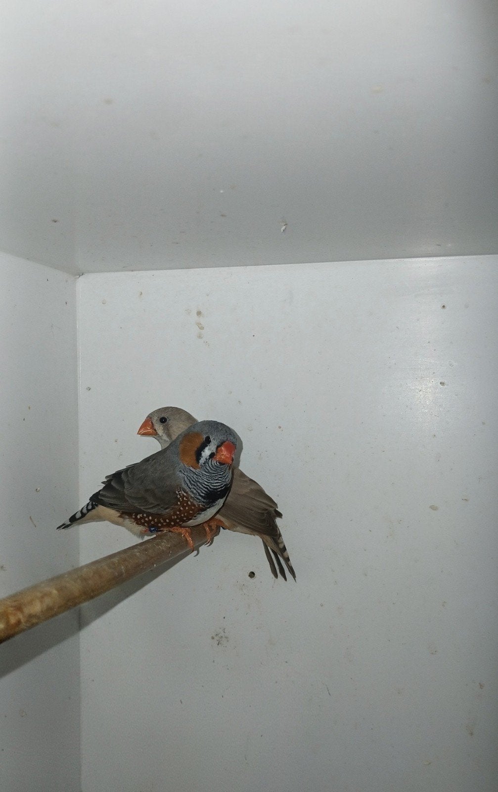 koppel zebravinken, Dieren en Toebehoren, Vogels | Overige Vogels, Meerdere dieren, Tropenvogel, Geringd