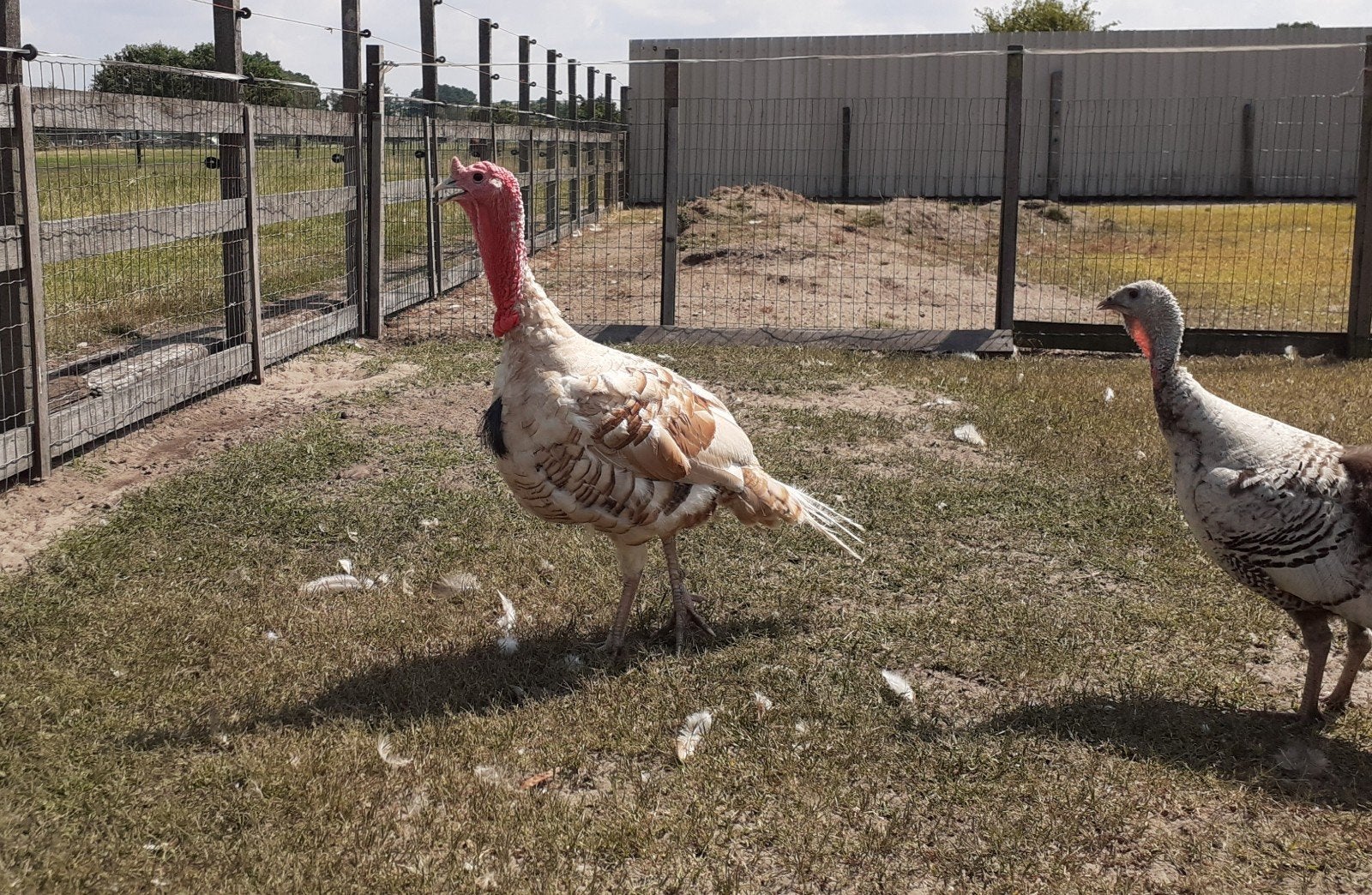 kalkoen haan., Dieren en Toebehoren, Pluimvee, Mannelijk, Kalkoen