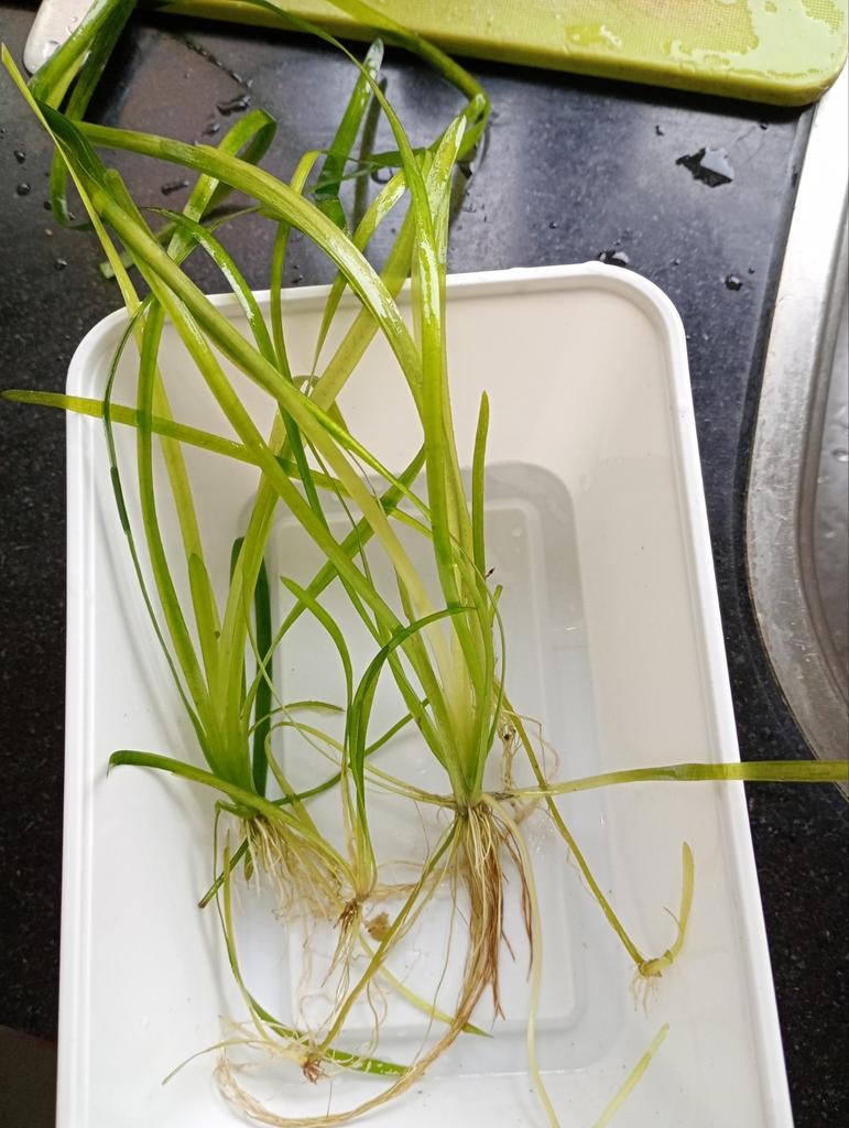 Aquariumplantjes, Ophalen, Plant(en), Steen of Hout