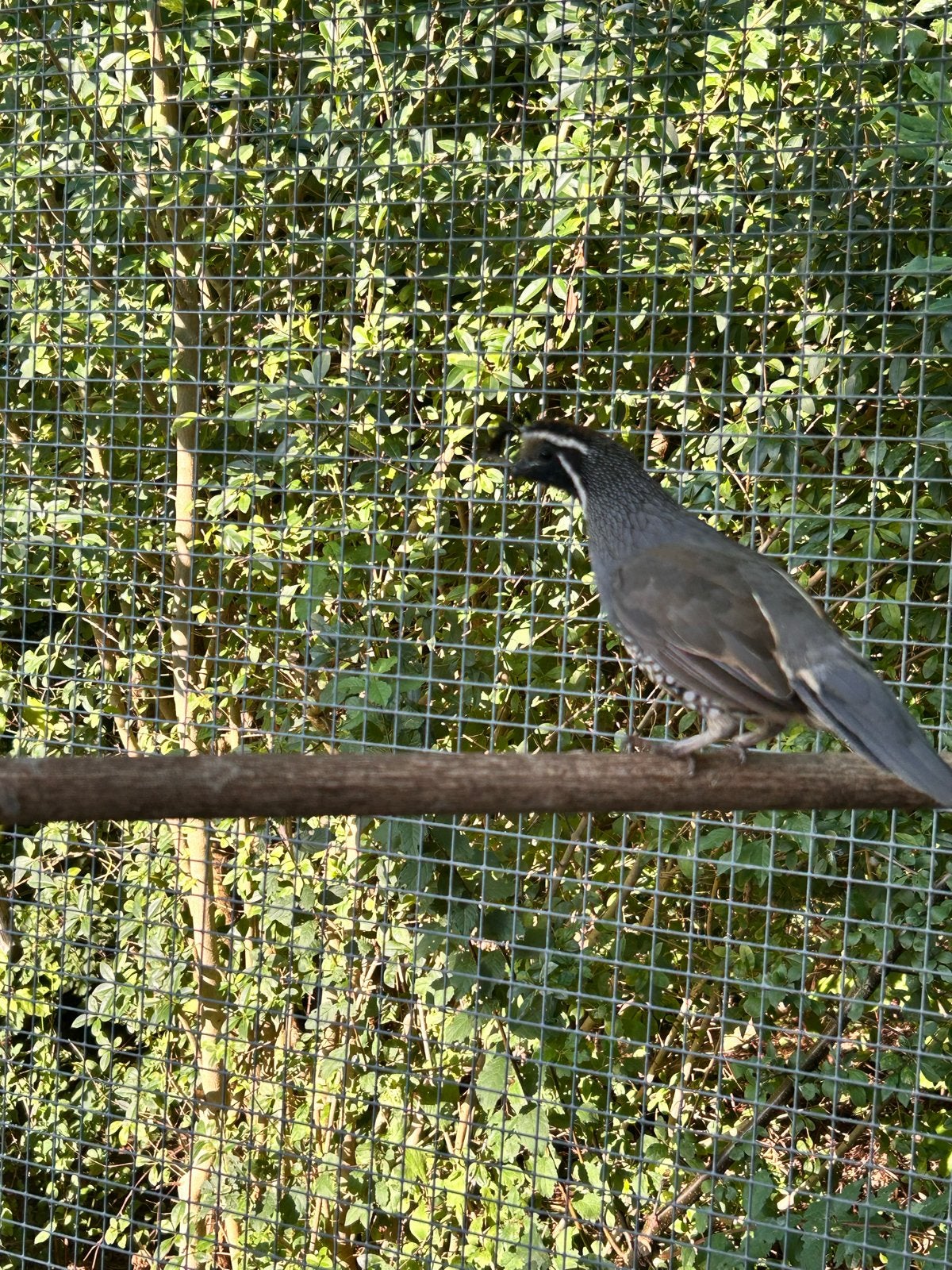 Calafornische kuifkwartel man., Dieren en Toebehoren, Mannelijk