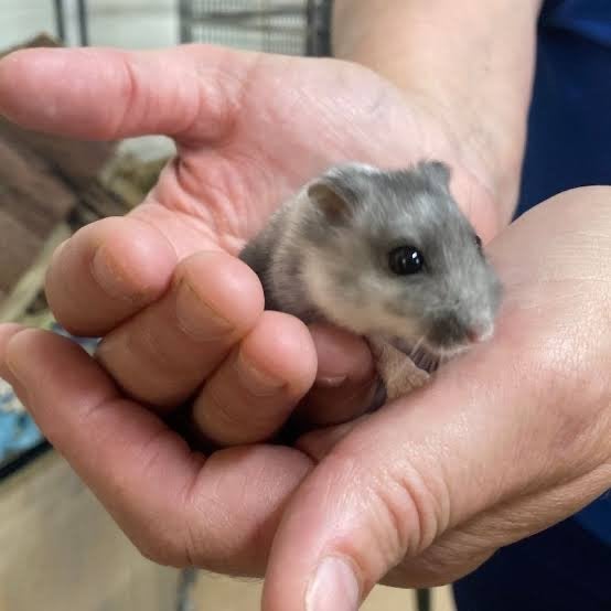 Hamster te koop, Dieren en Toebehoren, Knaagdieren, Hamster, Mannelijk, Mei, Tam