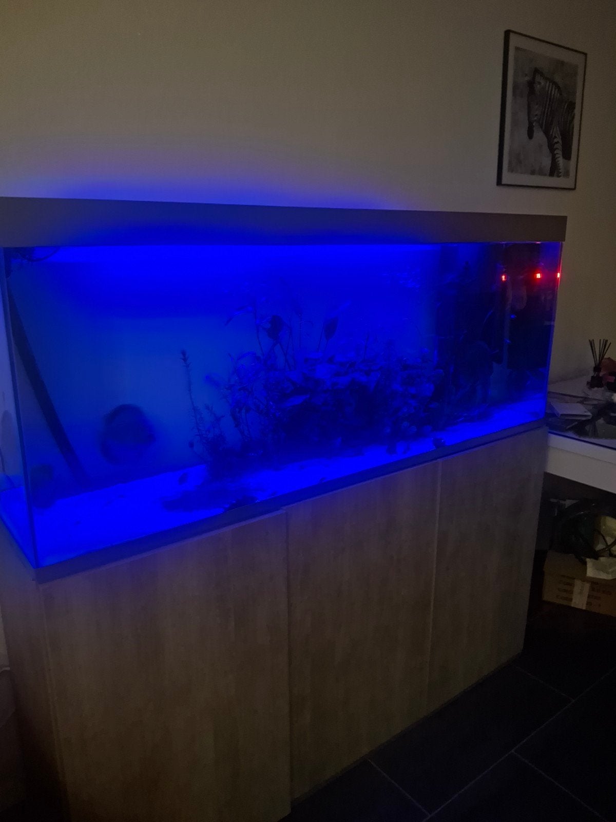 Aquarium groot netjes krasvrij 150 cm, Ophalen of Verzenden, Gevuld zoetwateraquarium