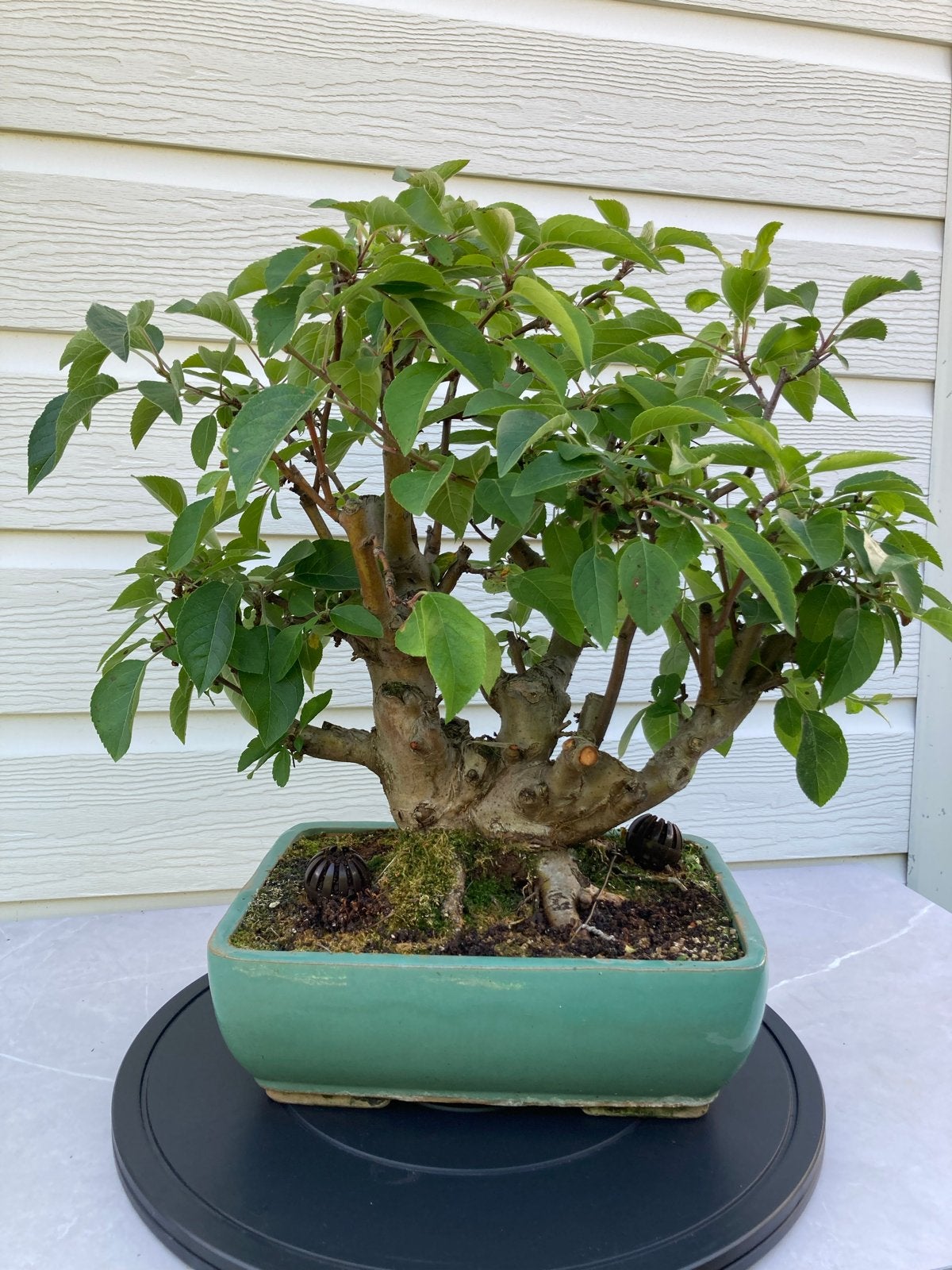 Malus Bonsai Sierappel, Ophalen, Volle zon, Vaste plant, Fruitplanten