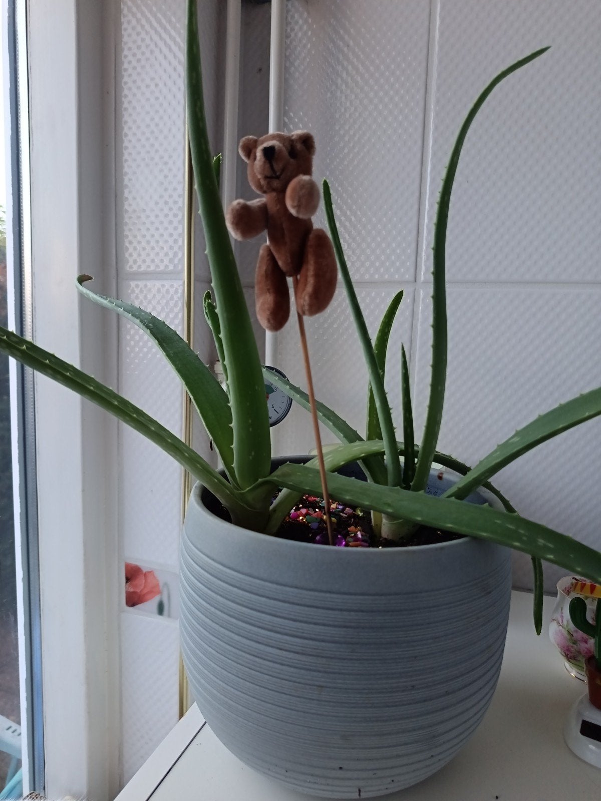 Grote Aloë Vera Plant incl POT (zie beschrijving), Huis en Inrichting, Ophalen, Halfschaduw, Minder dan 100 cm