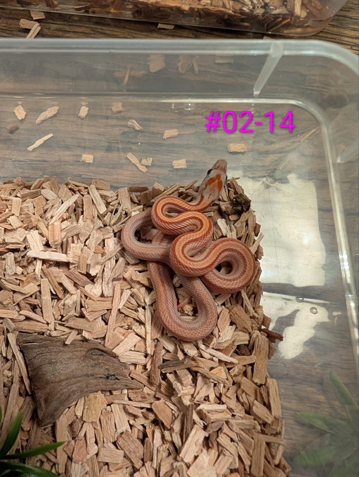 Jonge Diffused Mask rattenslangen Rat Snake photo 2