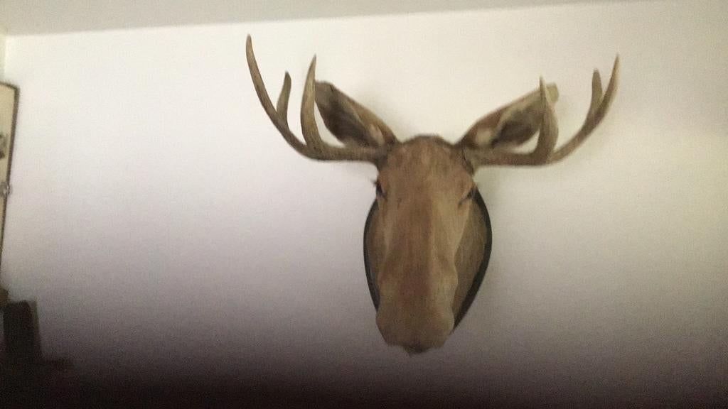 Eland, Ophalen, Zo goed als nieuw, Paard, Beeldje of Figuurtje
