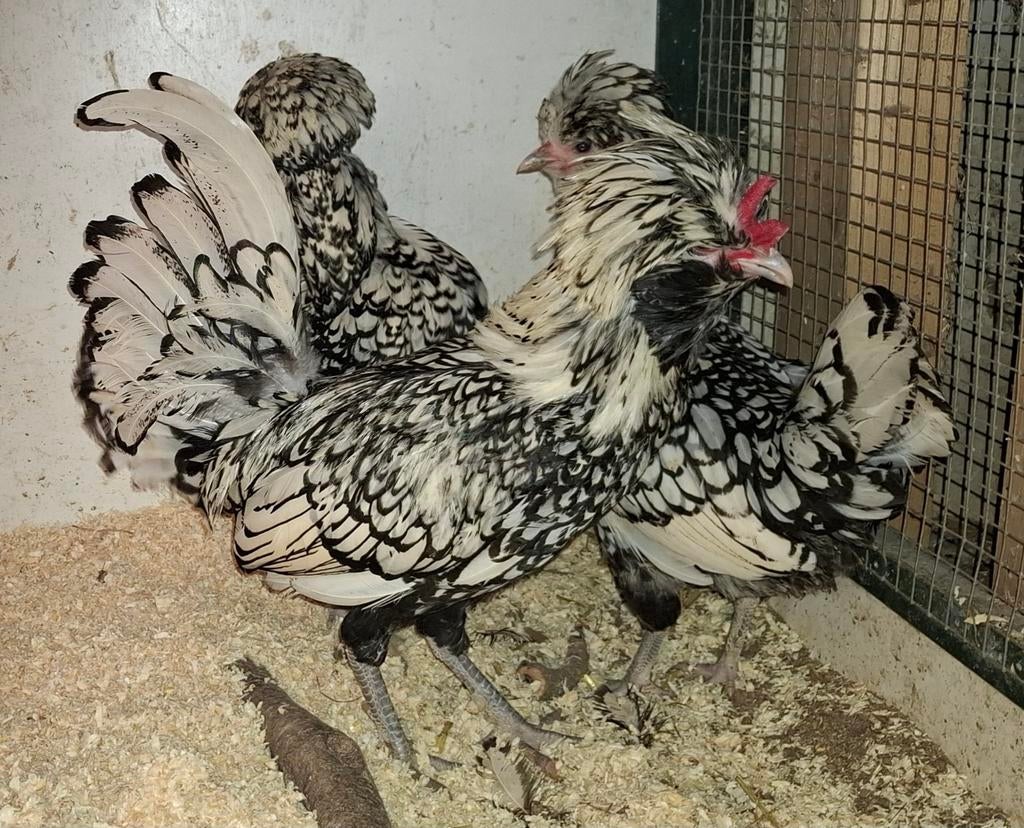 Hollandse kuifhoen gezoomd, Meerdere dieren, Kip