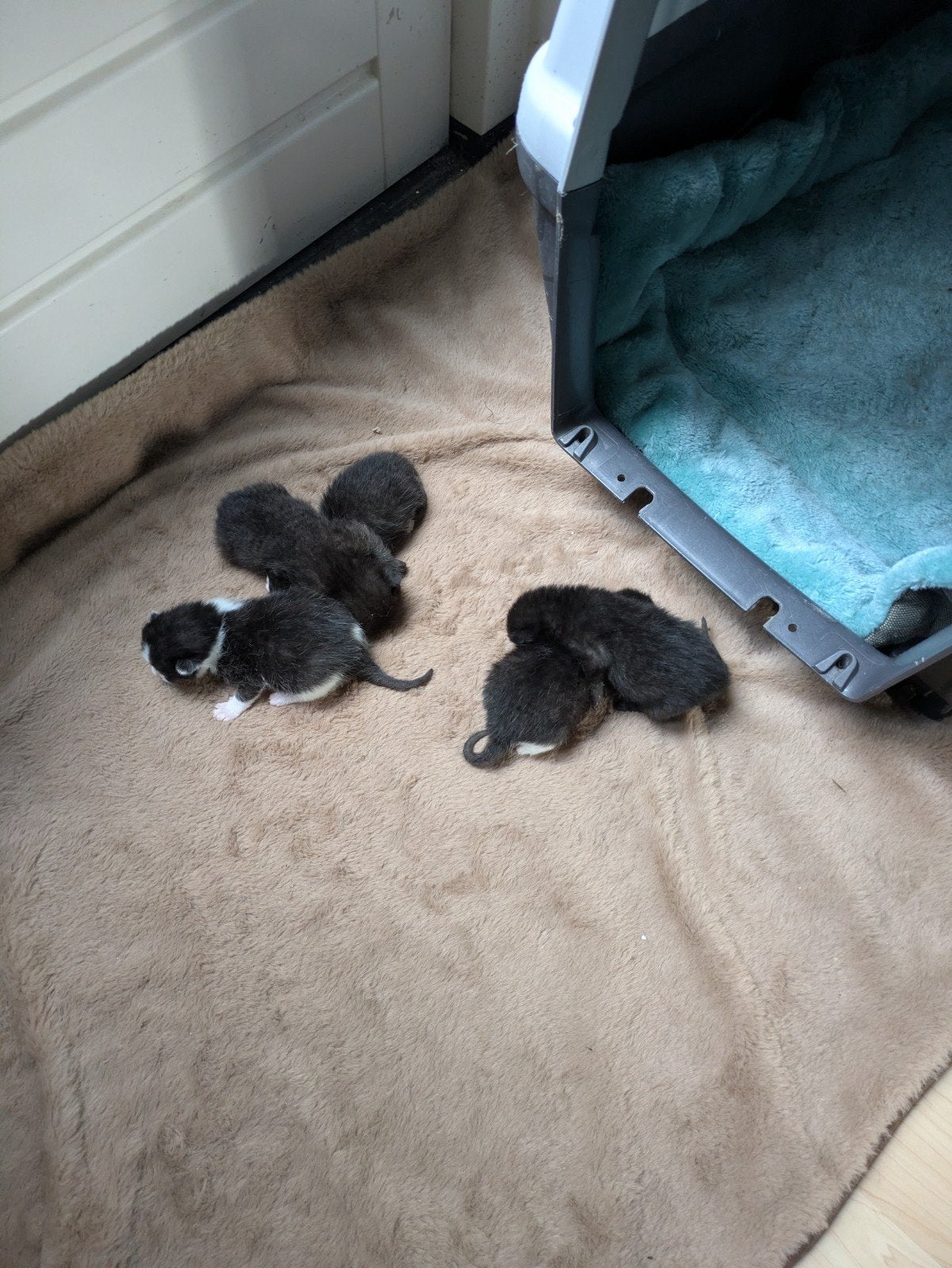 Zeer lieve kittens, Meerdere dieren, Kortharig, 0 tot 2 jaar