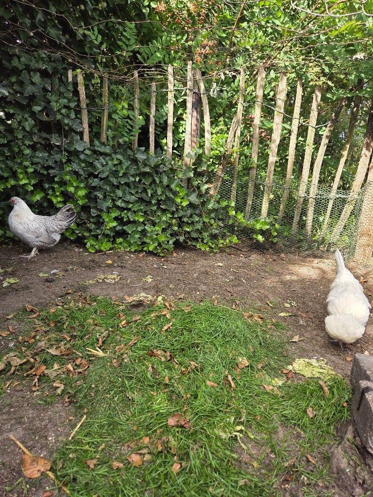 wyandotte en kuifhoen, Dieren en Toebehoren, Pluimvee, Vrouwelijk, Kip