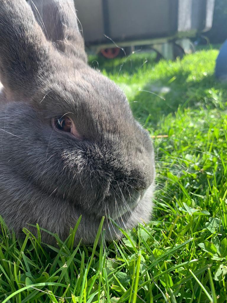 Blauwe wener 2 jaar oud  zoekt nieuw huisje, Dieren en Toebehoren, Konijnen, Vrouwelijk