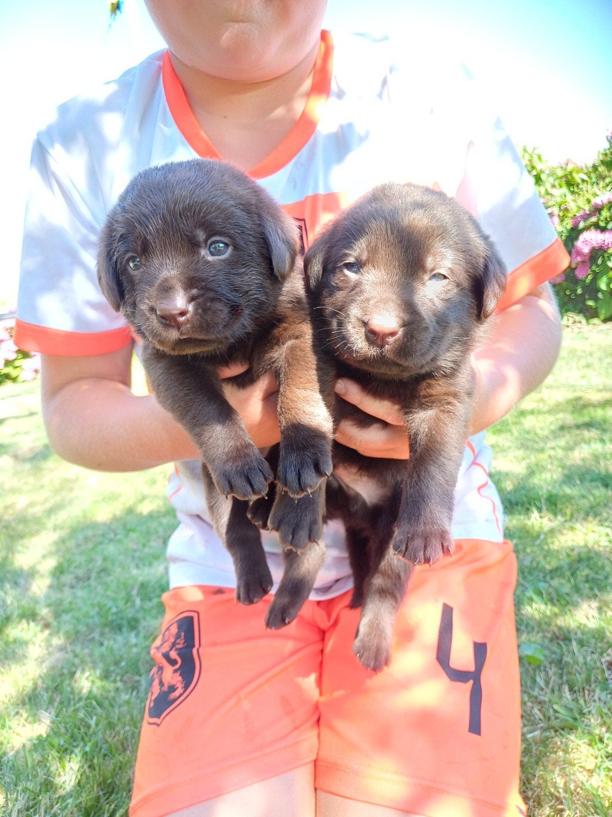 Prachtige bruine Labrador pups, Dieren en Toebehoren, Honden | Niet-rashonden, 8 tot 15 weken, Groot, Meerdere, Meerdere dieren