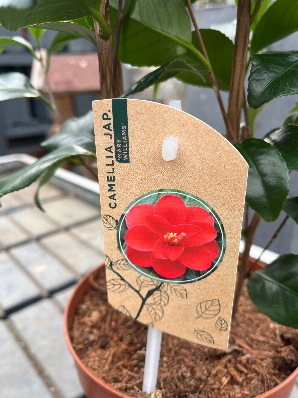 Camellia Japonica 'Mary Williams' - Prachtige Camelia, Overige soorten, Vaste plant, Ophalen of Verzenden, Halfschaduw