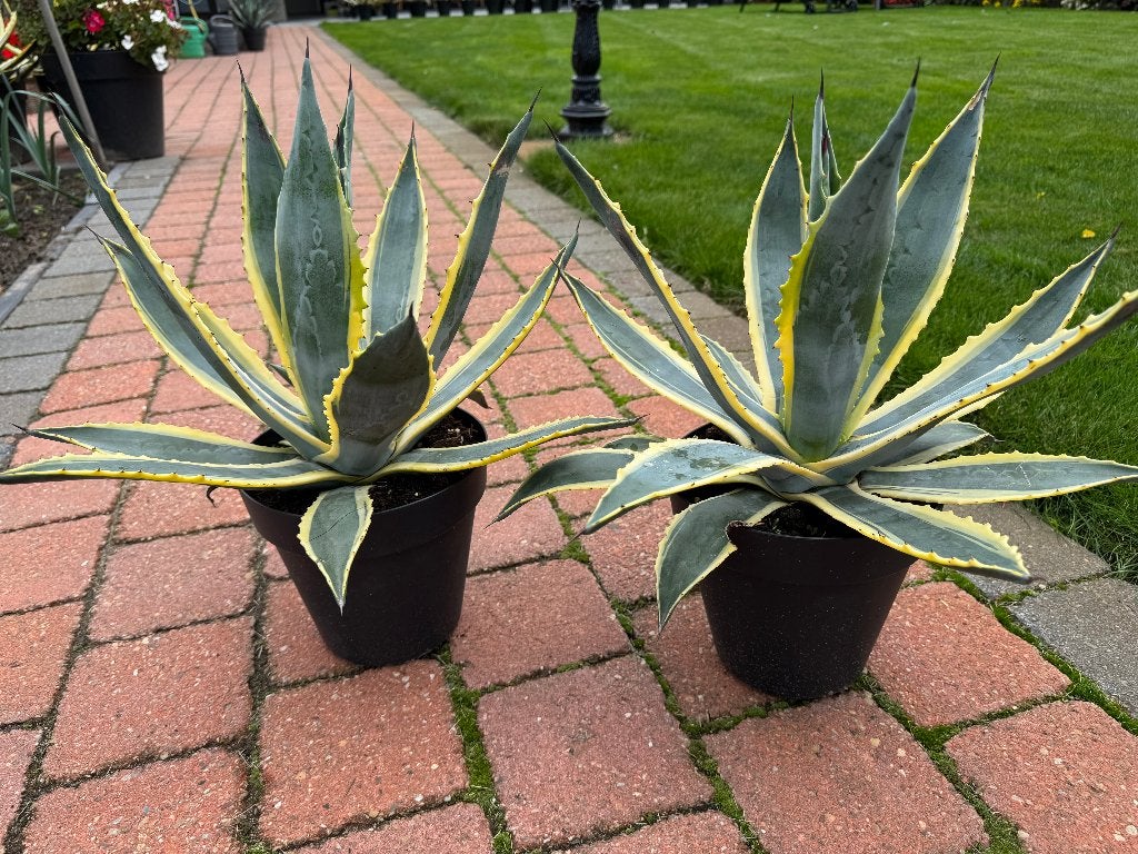 middelgrote bonte Agave Americana's, Tuin en Terras, Overige soorten, Volle zon, Vaste plant, Ophalen of Verzenden