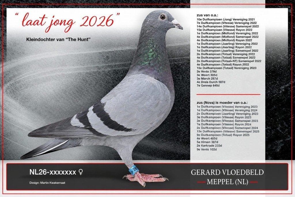 Laat jonge duif 2026 (2), Vrouwelijk, Postduif