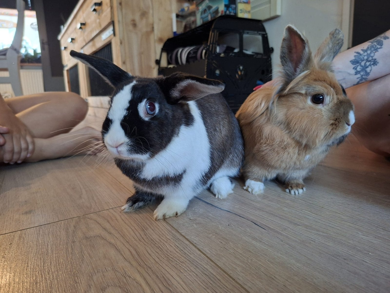 Goed huisje gezocht voor deze 2 lieverds, Dieren en Toebehoren, Meerdere dieren, Middelgroot, 3 tot 5 jaar