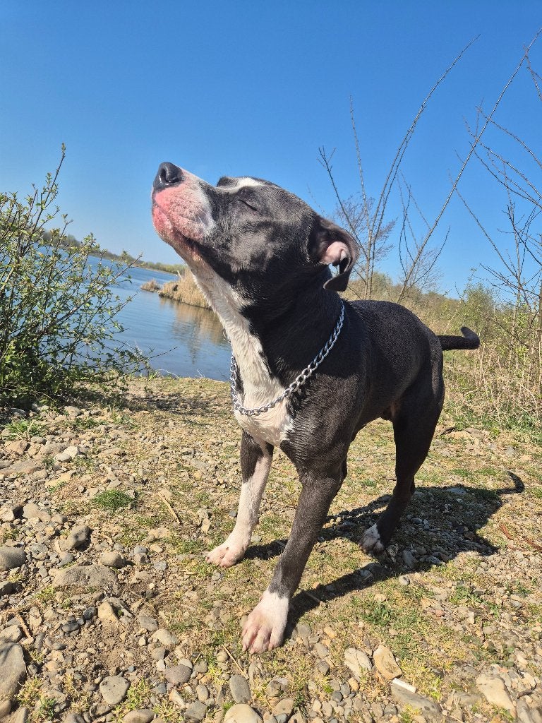 Blue pitbull pups te koop, Reu, 8 tot 15 weken, American Staffordshire Terriër, Meerdere