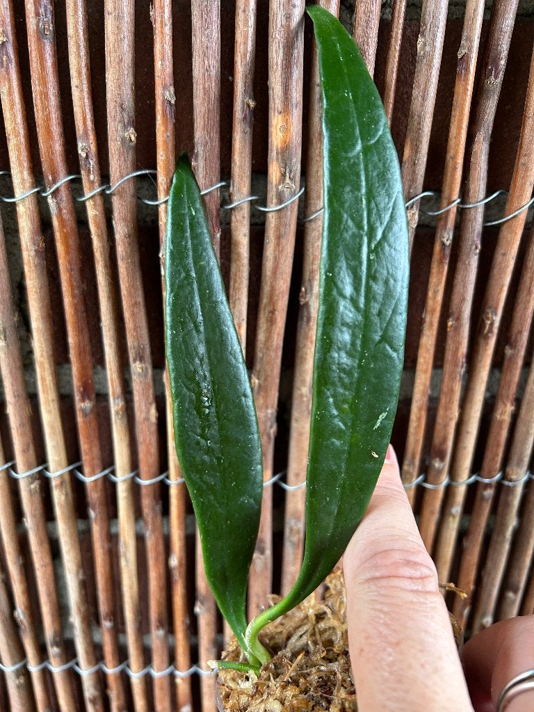 Hoya Sulewasiana🪴, Overige soorten, In pot, Minder dan 100 cm, Bloeiende kamerplant