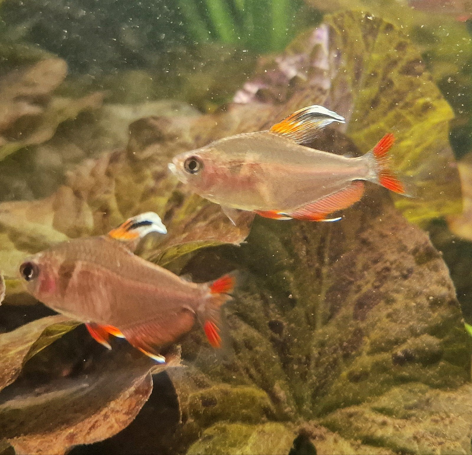 White top roze tetra, Dieren en Toebehoren, Vissen | Aquariumvissen, Vis