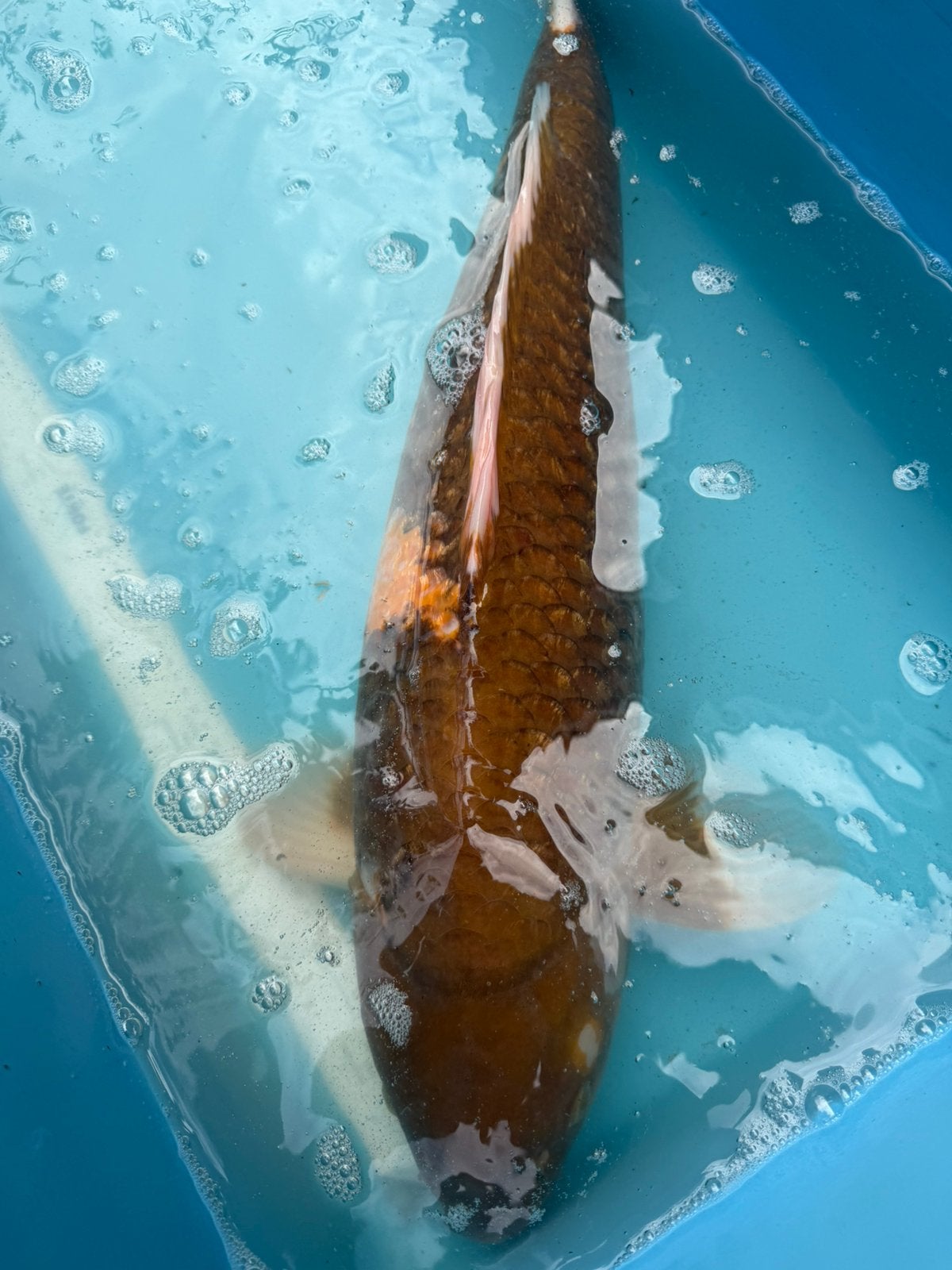 Ginrin Chagoi,  koi jumbo, Karper of Koi