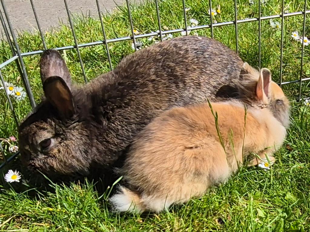 Leuk koppel konijnen; moeder en gecastreerde zoon, Dieren en Toebehoren, Konijnen, Meerdere dieren, Klein, 0 tot 2 jaar