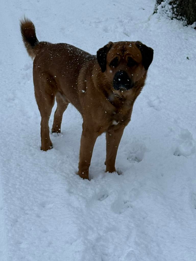 Rottweiler x Moscow Watchdog, Dieren en Toebehoren, Reu, 1 tot 2 jaar, Eén hond, Nederland