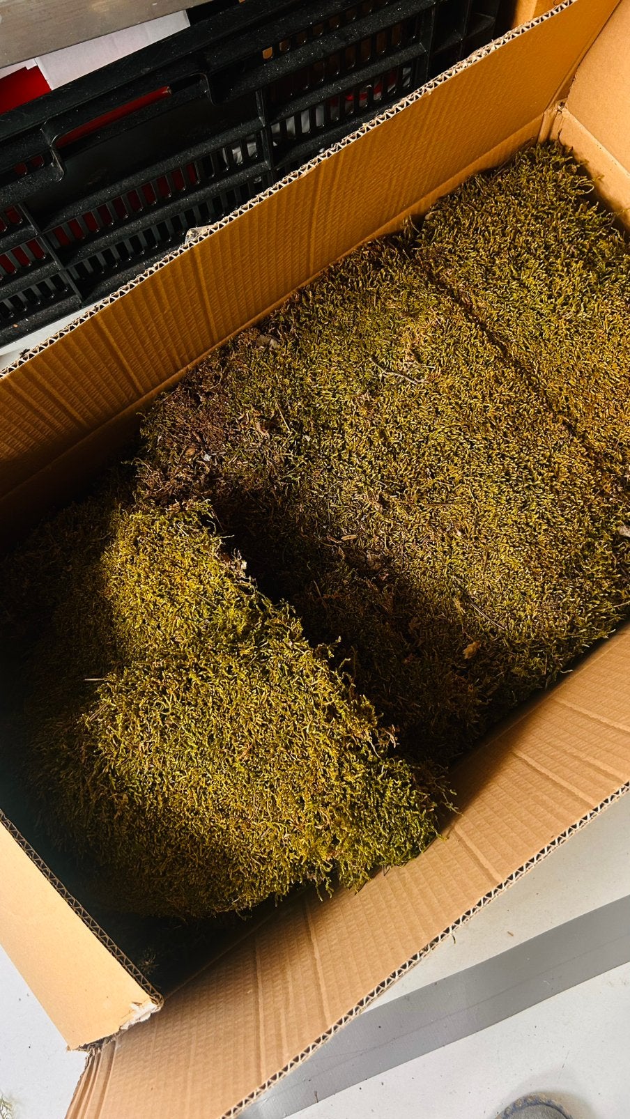 2 kg  gedroogd Hobby mos, Groen, Overige thema's, Nieuw, Ophalen of Verzenden