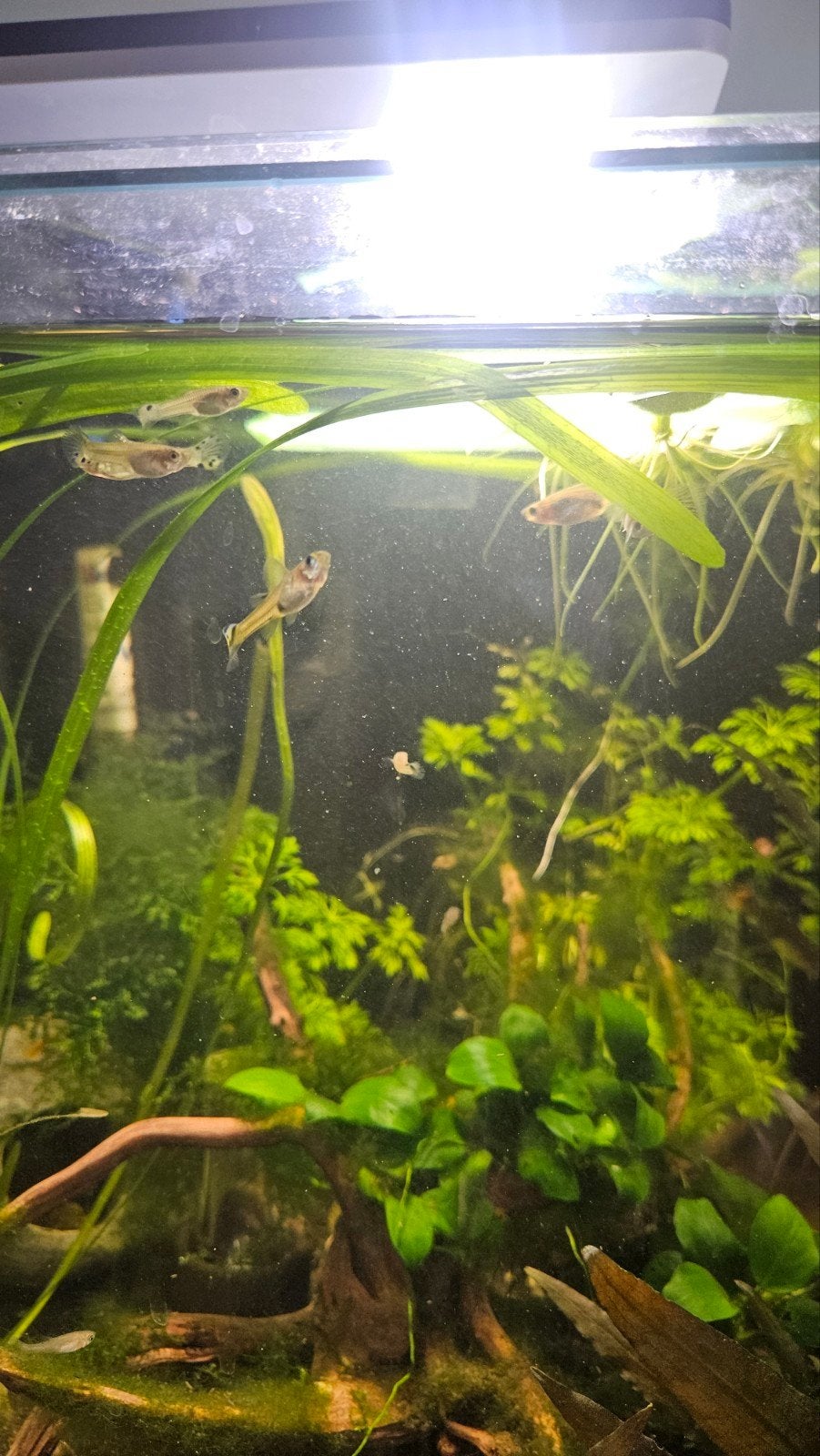 Jonge guppen, gratis af te halen!, Dieren en Toebehoren, Vissen | Aquariumvissen, Vis
