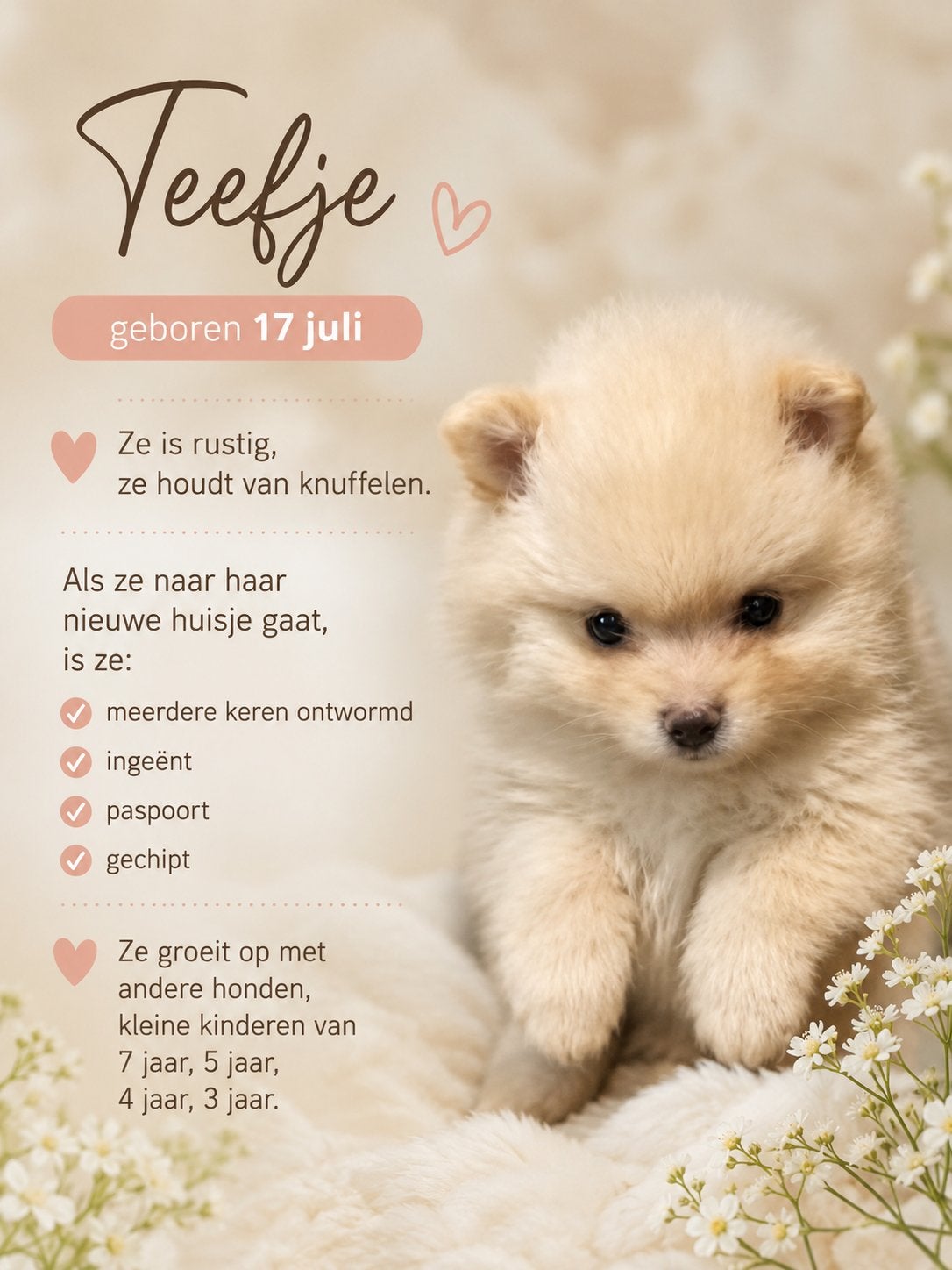 Pomeriaan nestje, 8 tot 15 weken, Teef, Meerdere, Klein