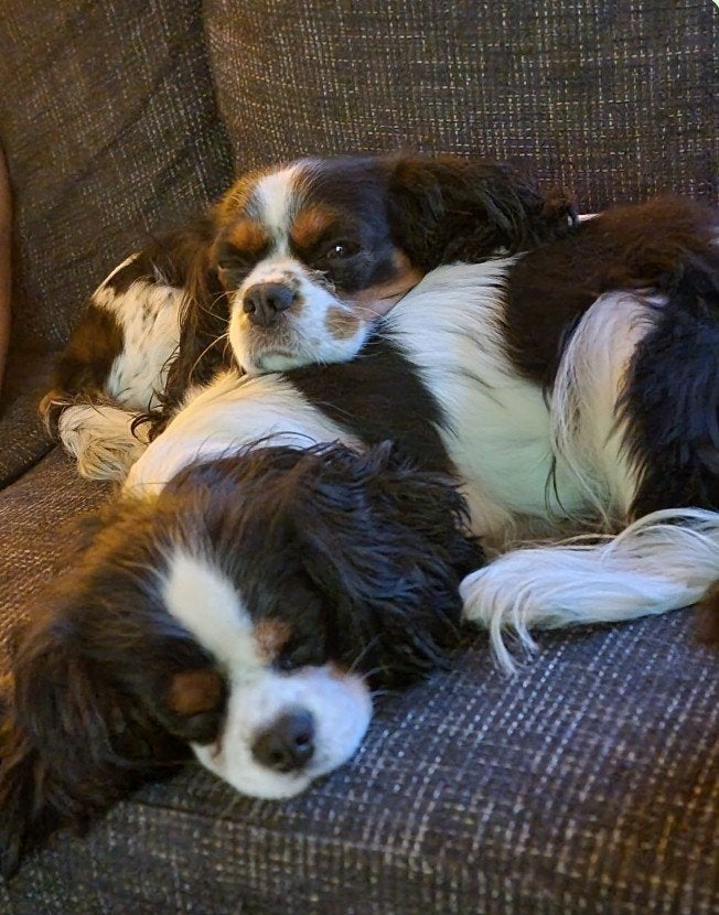 king charles  pups, 8 tot 15 weken, Teef, Meerdere, Spaniël