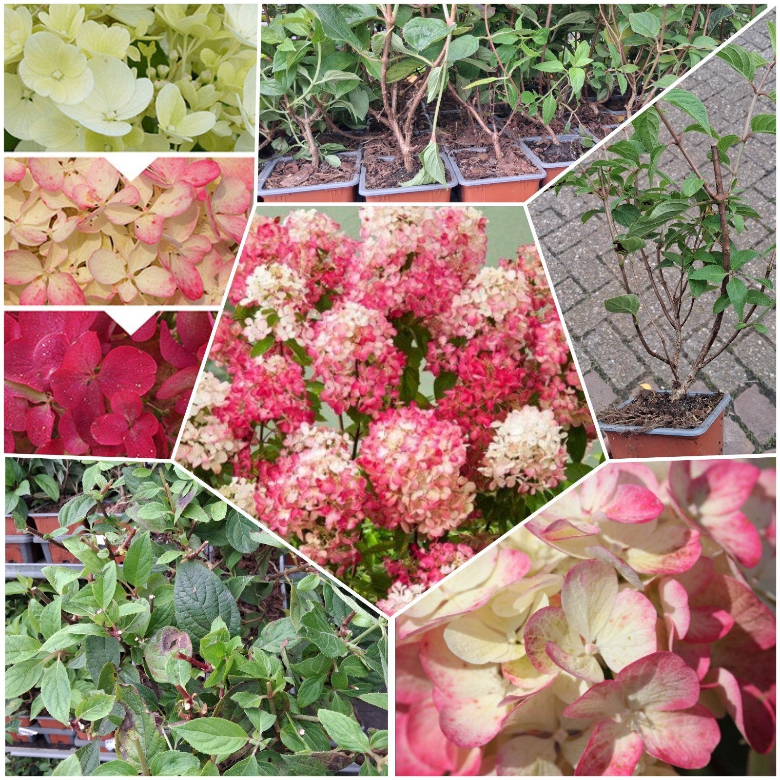 Hydrangea paniculata Diamond Rouge, pluim hortensia, Ophalen of Verzenden, Hortensia, Struik, Minder dan 100 cm