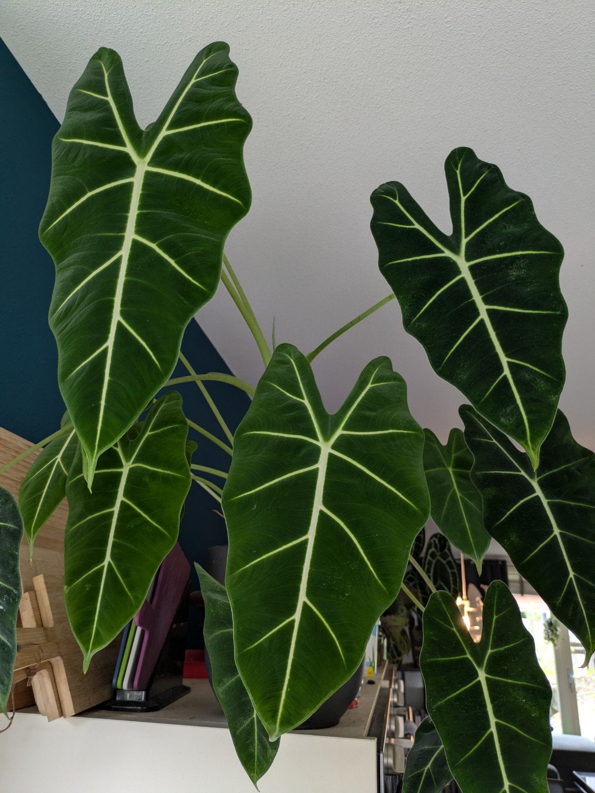 Alocasia Frydek knolletjes, Ophalen of Verzenden, Halfschaduw, Minder dan 100 cm