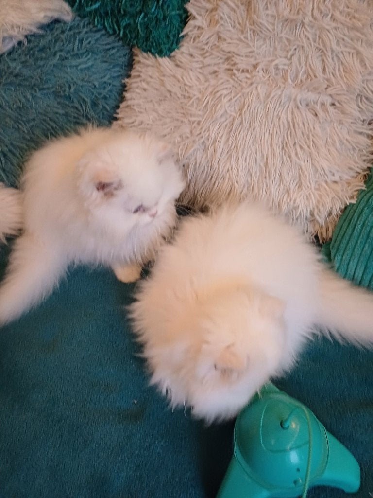 Prachtige Witte Britse Langhaar Kittens Jongens, Dieren en Toebehoren, Katten en Kittens | Raskatten | Langhaar, Kater, Ontwormd