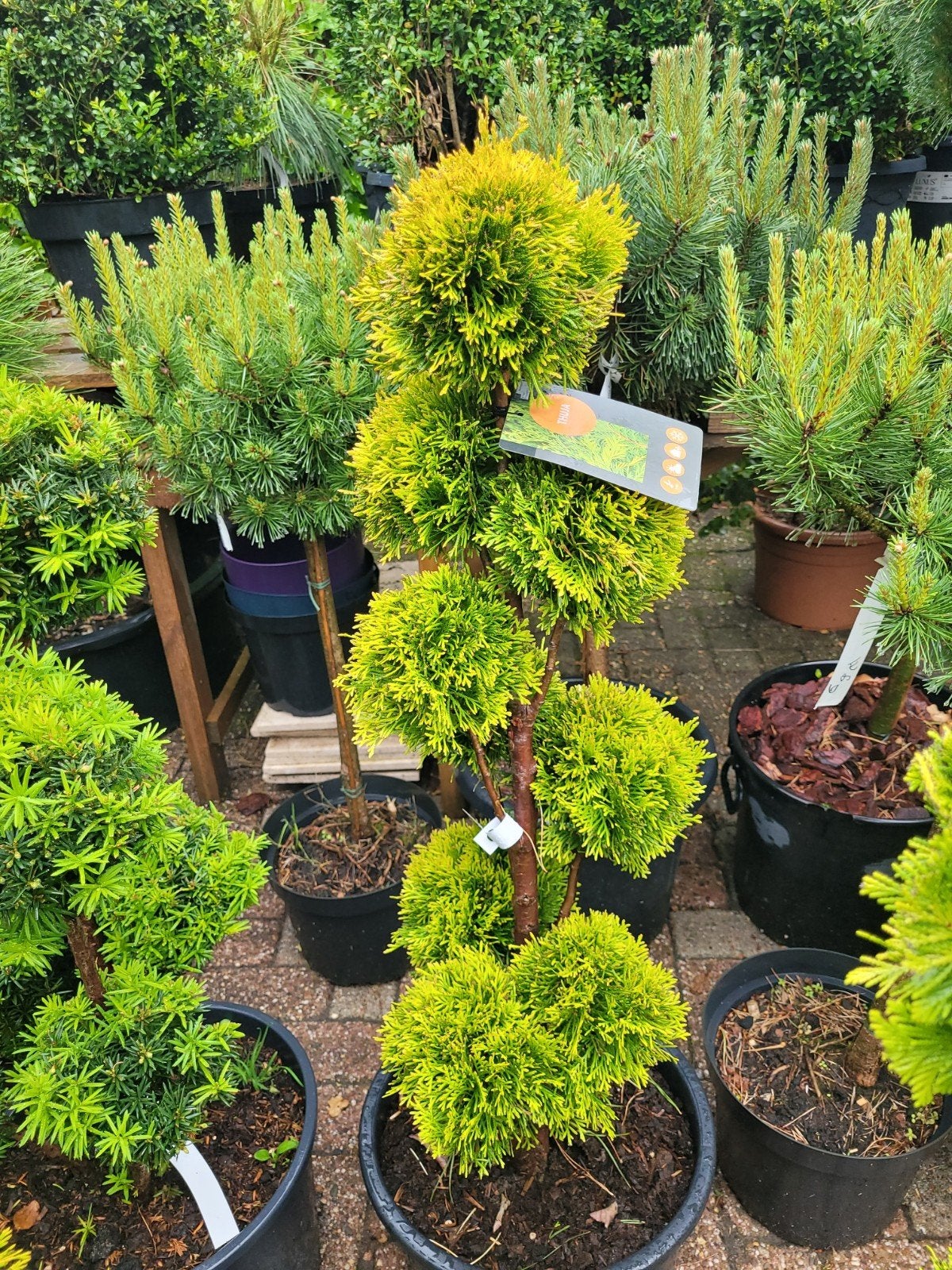 Thuja Pon Pon - Decoratieve Conifeer voor Tuin en Terras, Volle zon, Vaste plant, Bloeit niet, Ophalen