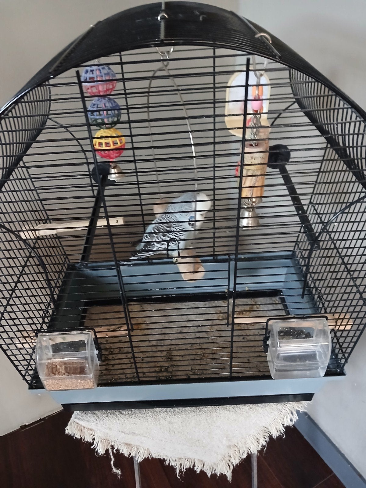 Te koop een Engelse parkiet met kooi., Ophalen, Gebruikt, Metaal, Vogelkooi