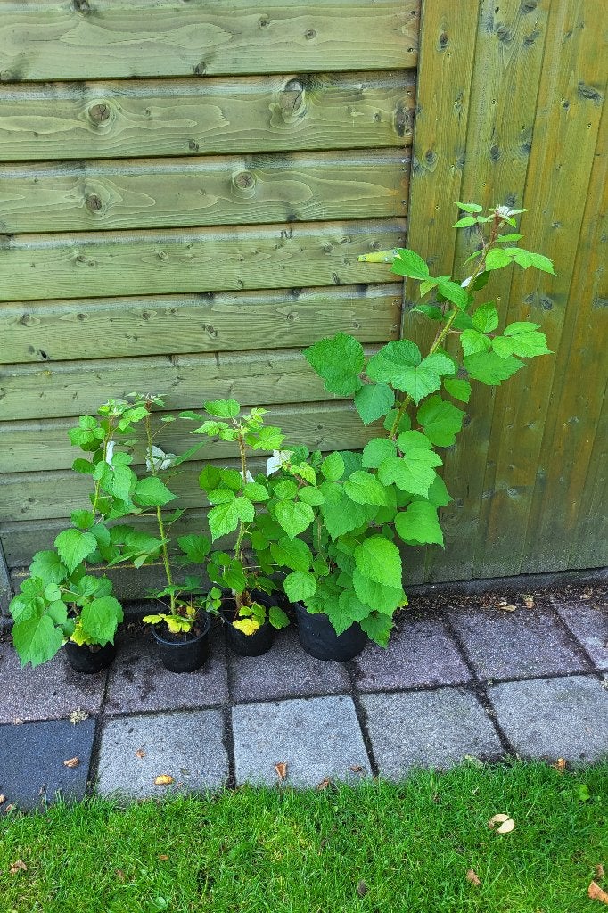 Japanse Wijnbes, Tuin en Terras, Planten | Tuinplanten, Ophalen, Volle zon, Vaste plant, Zomer