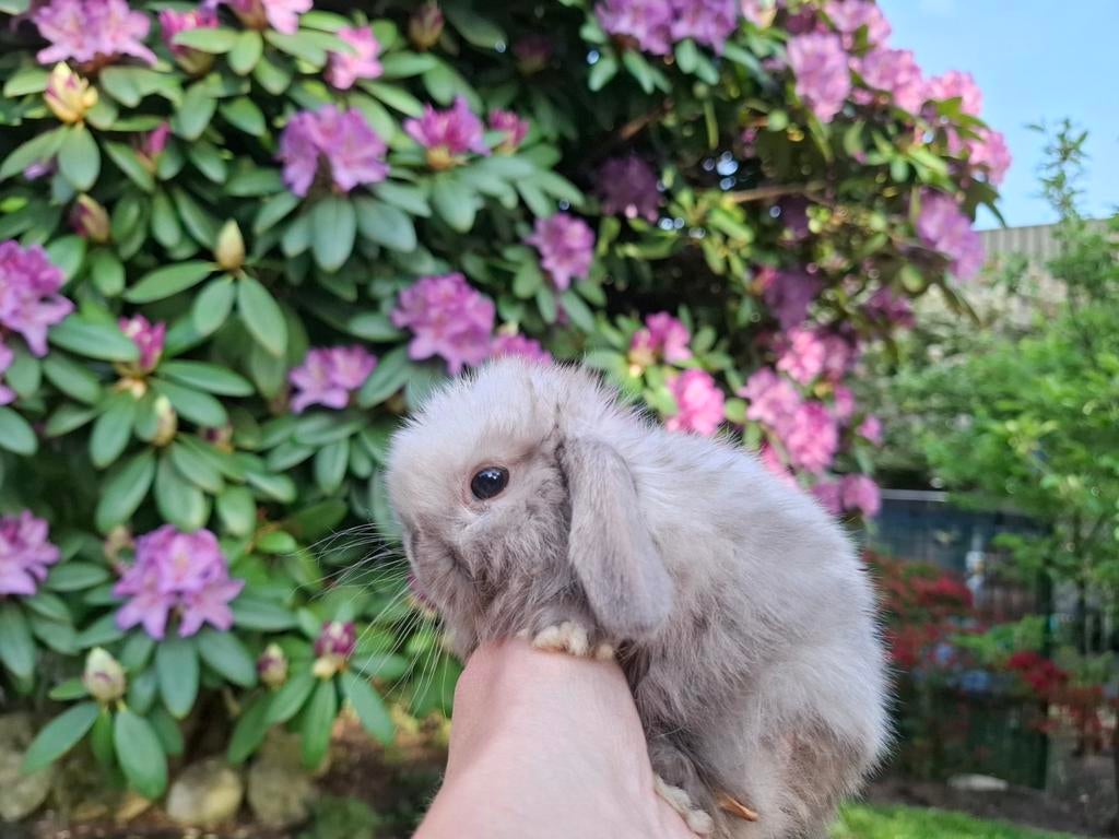 Prachtige raszuivere Minilop hangoor dwerg konijntjes, Meerdere dieren, Dwerg, Hangoor