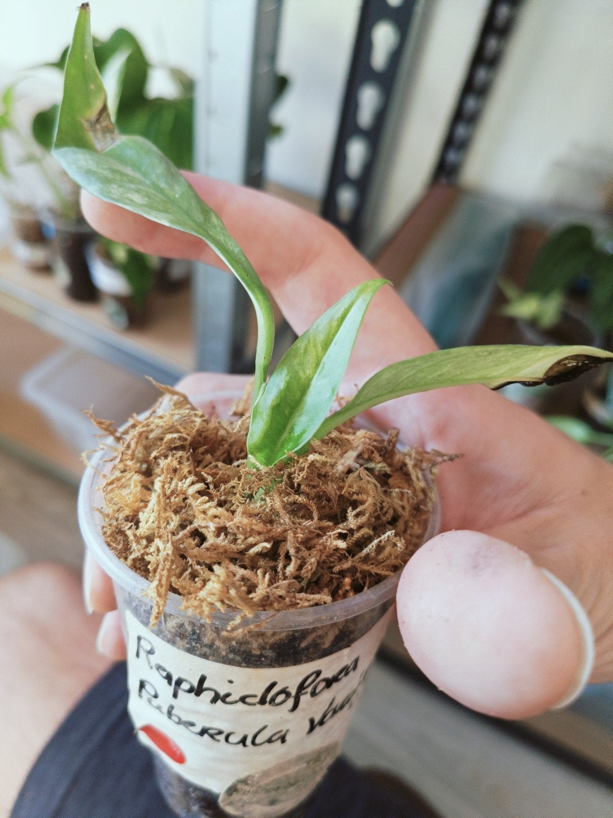 Rhaphidophora Puberula 'Variegata' - Stek, Huis en Inrichting, Kamerplanten, Ophalen of Verzenden