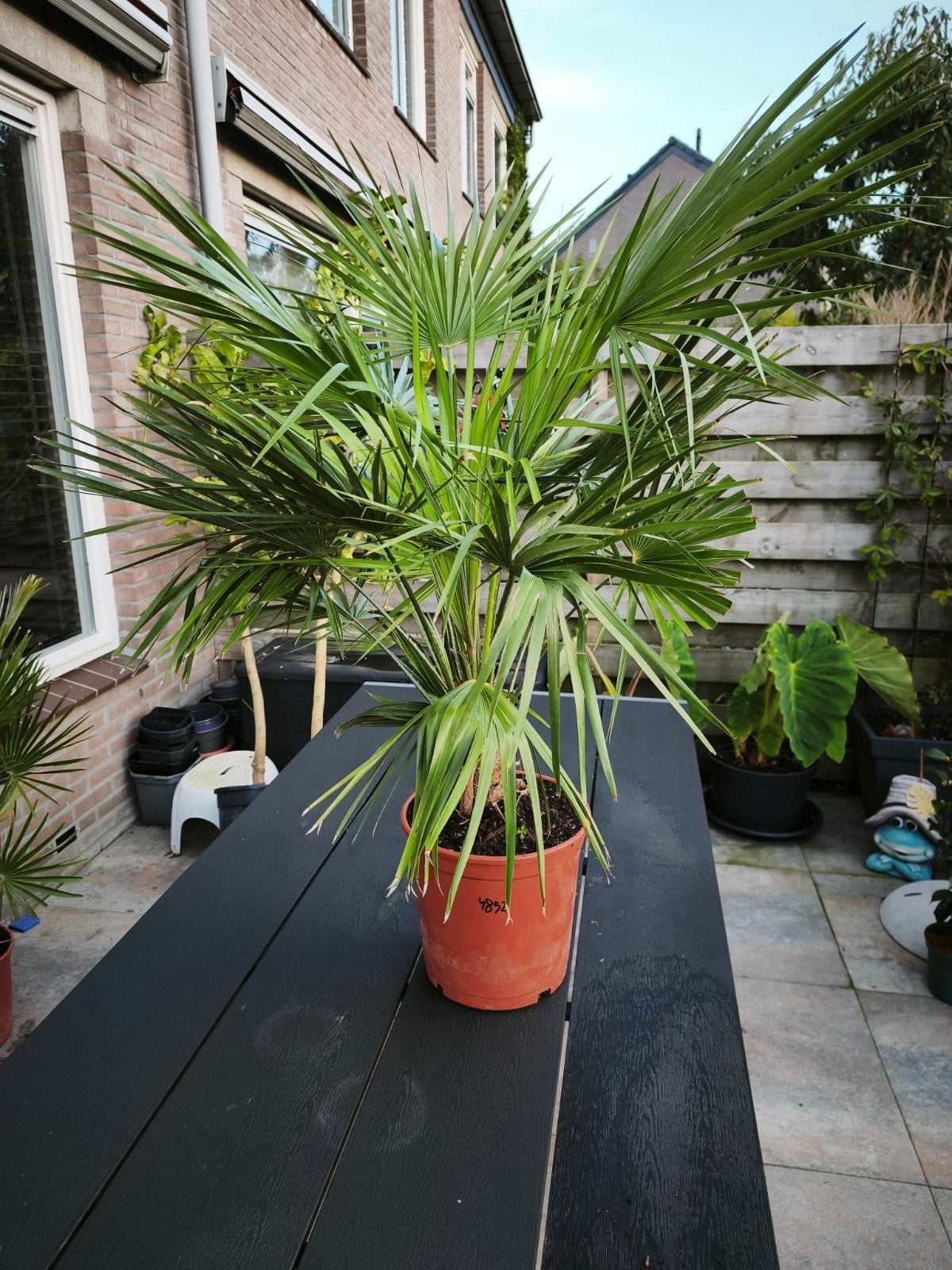 Mooie chamaerops humilis palm in pot, Ophalen, Overige materialen, Minder dan 60 cm, Zo goed als nieuw