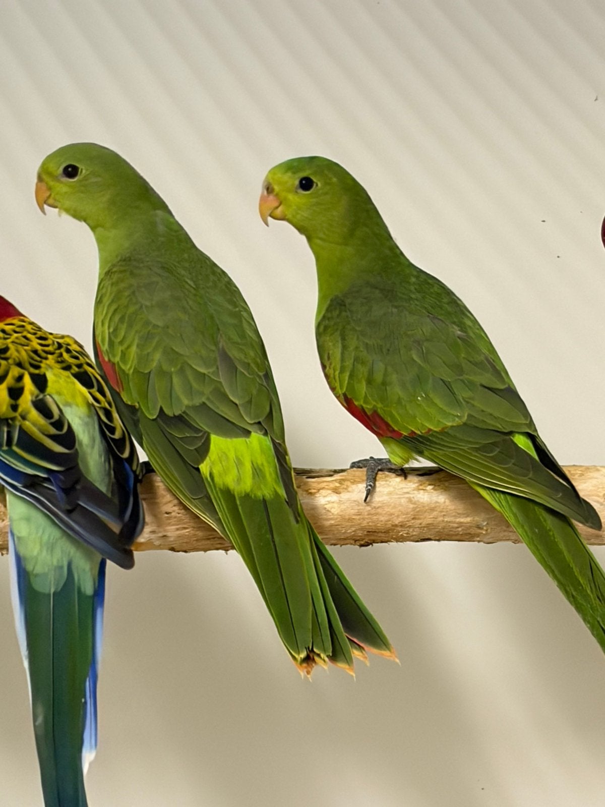 Koppel Roodvleugels, Meerdere dieren, Parkiet