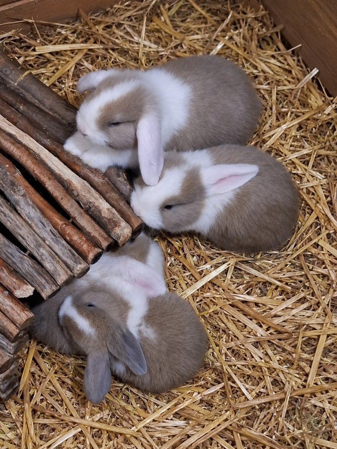 ❤️Minilop voedstertjes rammetjes 7 wk. Gevaccineerd Ontwormd, Dieren en Toebehoren, Meerdere dieren, Klein, Hangoor, 0 tot 2 jaar