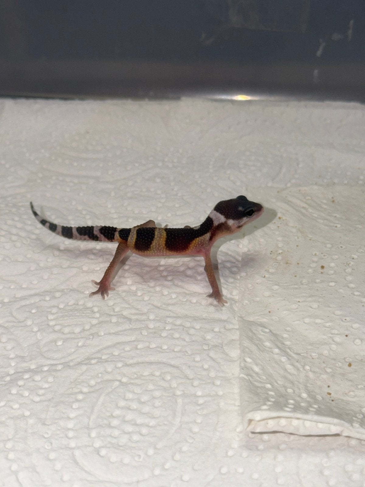 Black night x albino luipaardgekko vrouw, Hagedis, 0 tot 2 jaar
