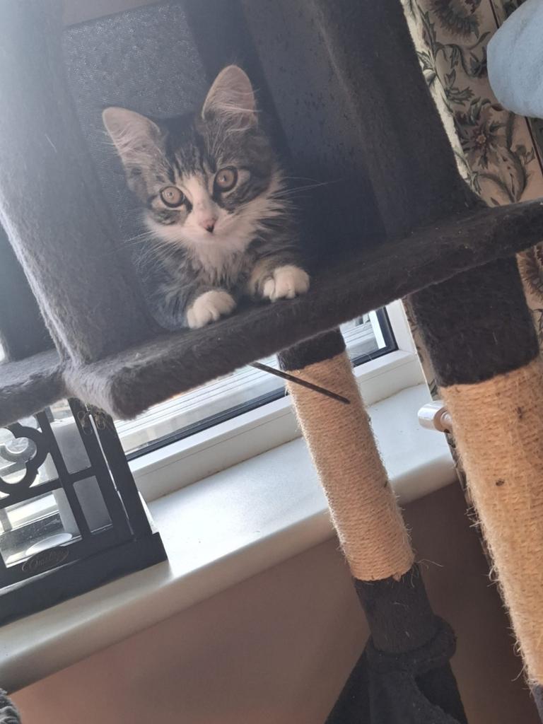 Prachtige Maincoon x Ragdoll kittens, Meerdere dieren, Gechipt
