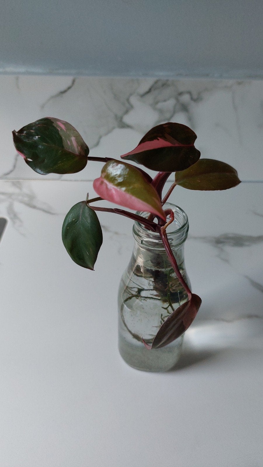 Philodendron Pink Princess stekje met wortels, Vaste plant, Bloeit niet, Halfschaduw, Ophalen