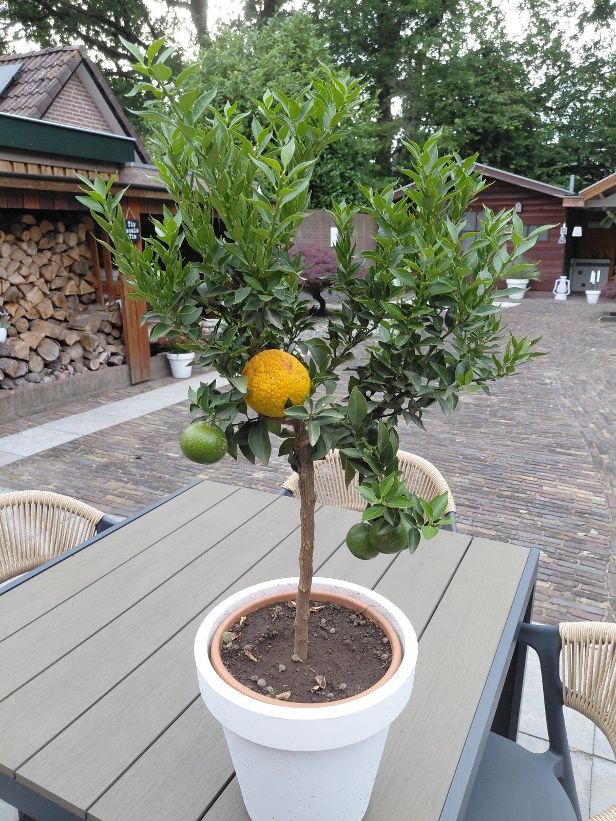Citrus boompje 80cm hoog zonder bloempot, Ophalen, Volle zon, Overige soorten, Minder dan 100 cm