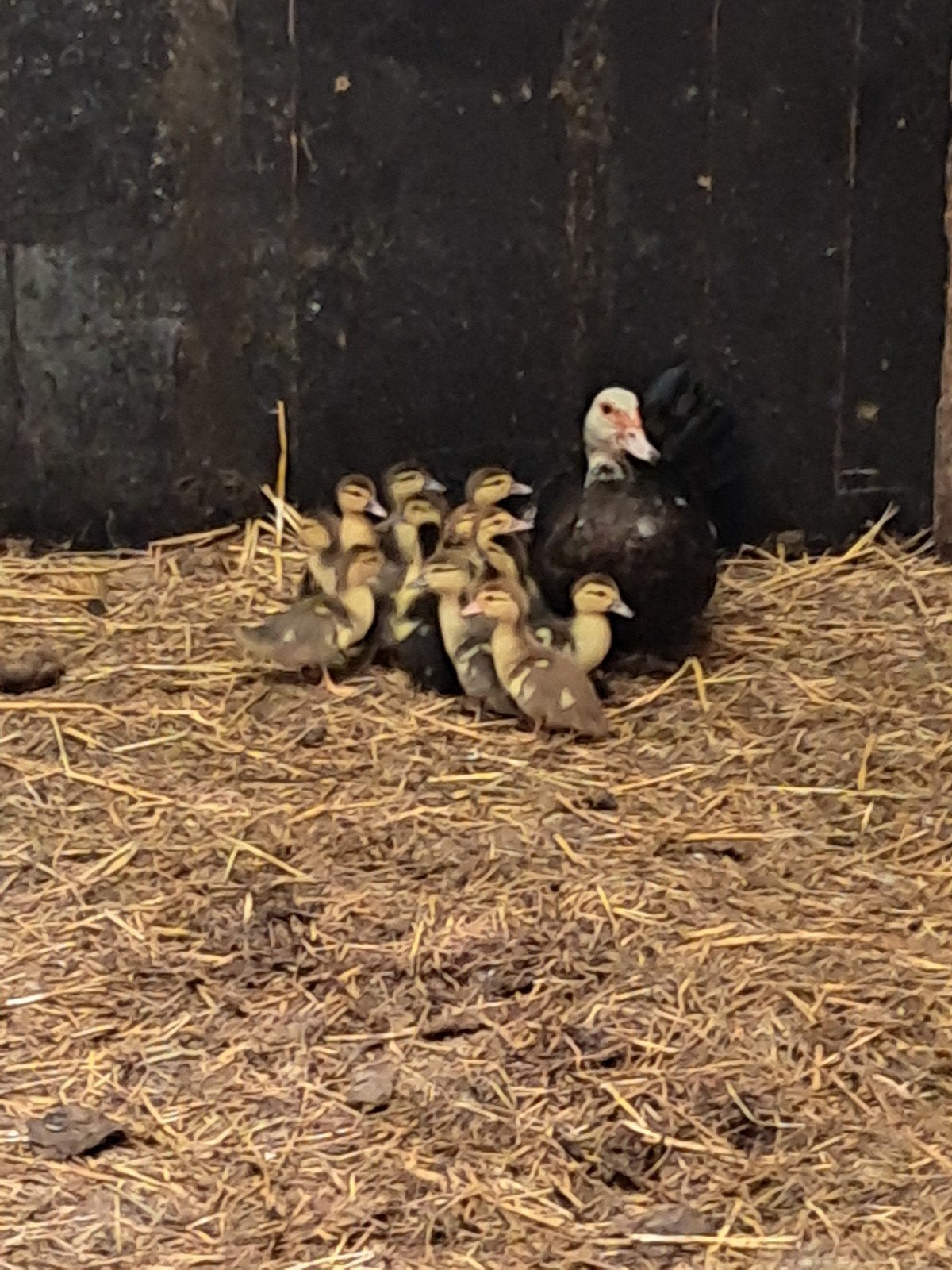 Muskus eend met 14 jonge, Dieren en Toebehoren, Pluimvee, Geslacht onbekend, Eend