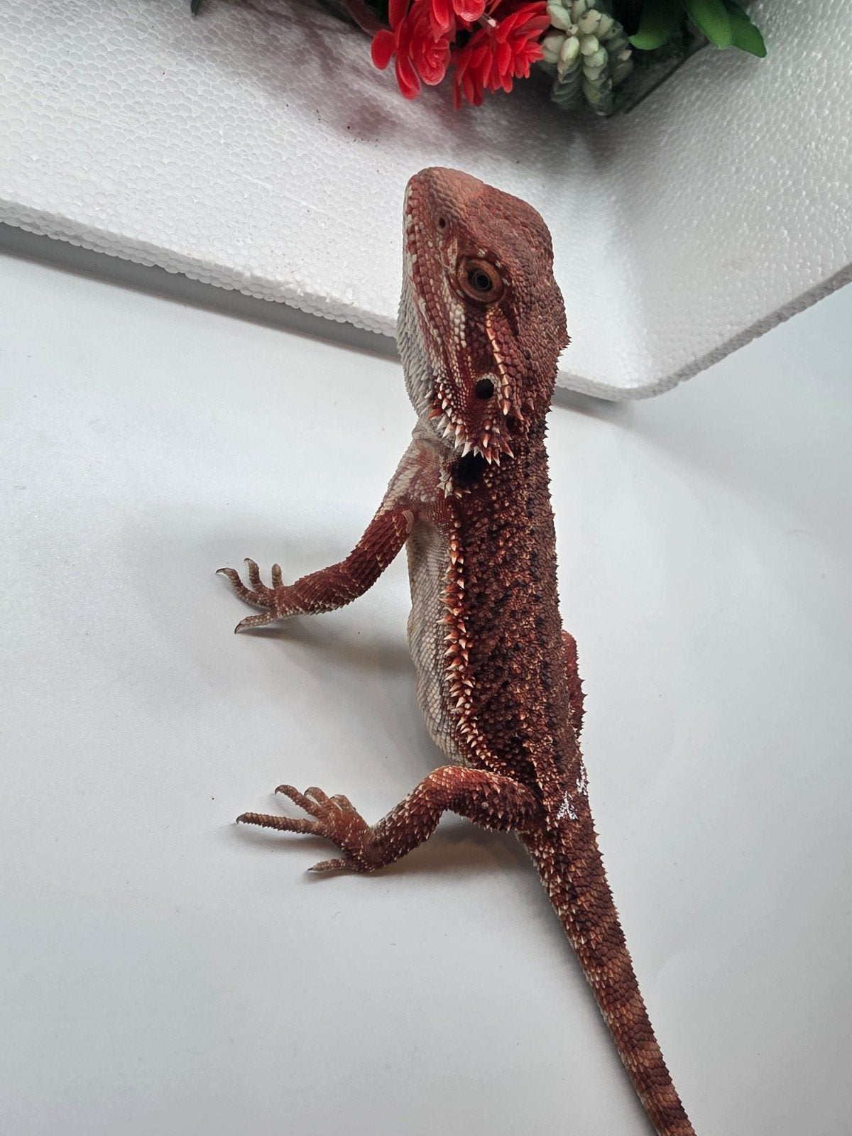 dark red monster, het hypo, man, Hagedis, 0 tot 2 jaar
