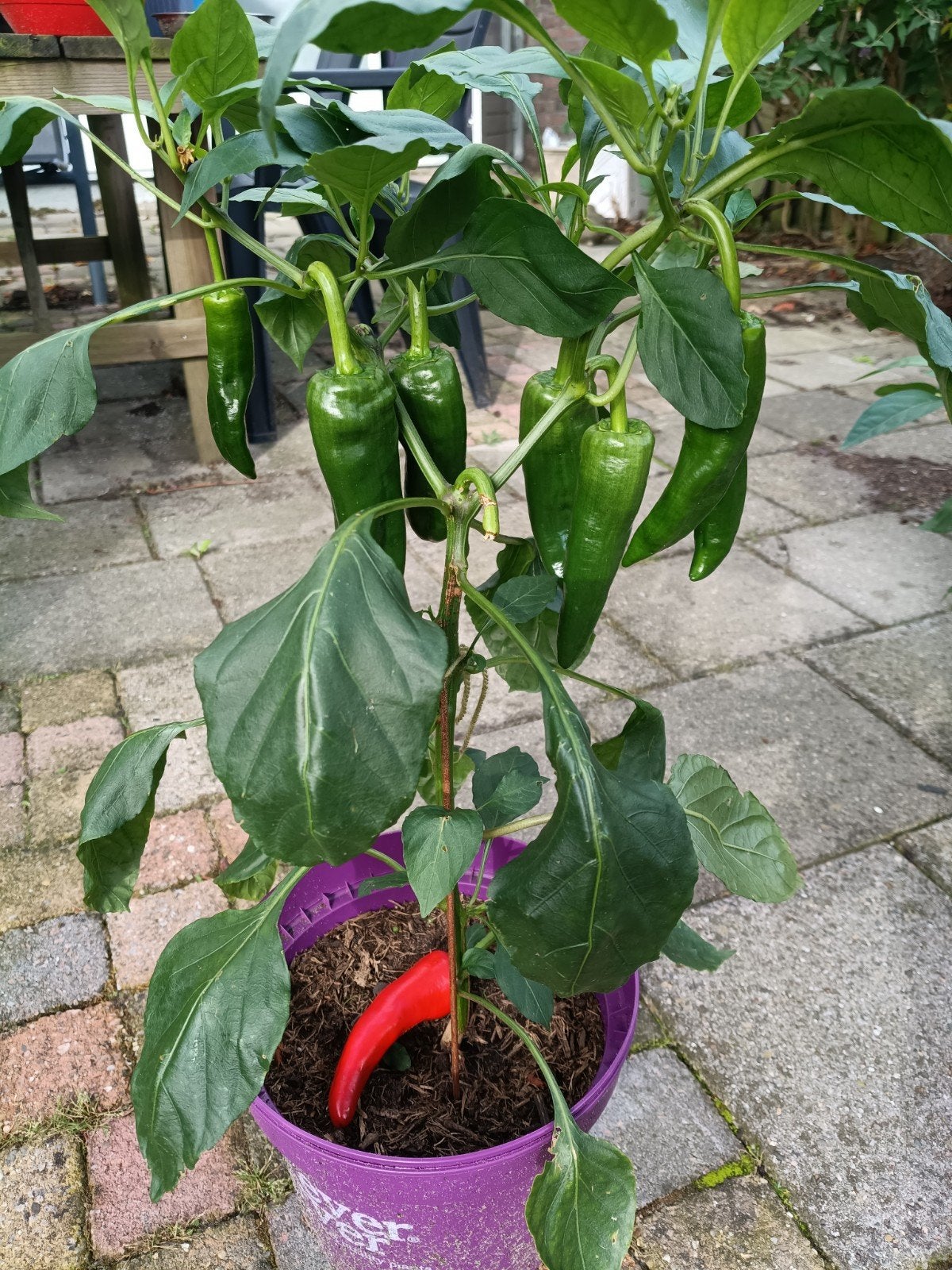 Mooie gezonde Peper plant €10, Ophalen of Verzenden, Vaste plant, Groenteplanten, Volle zon