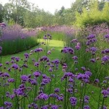 Verbena zoals op foto, Ophalen, Overige soorten, Volle zon